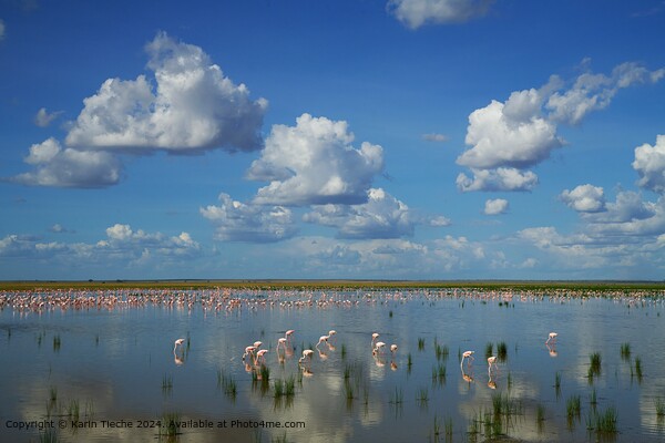  Flamingoes Sky Reflection Picture Board by Karin Tieche