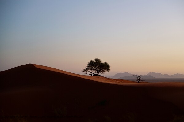 Namib Desert at dusk Picture Board by Karin Tieche