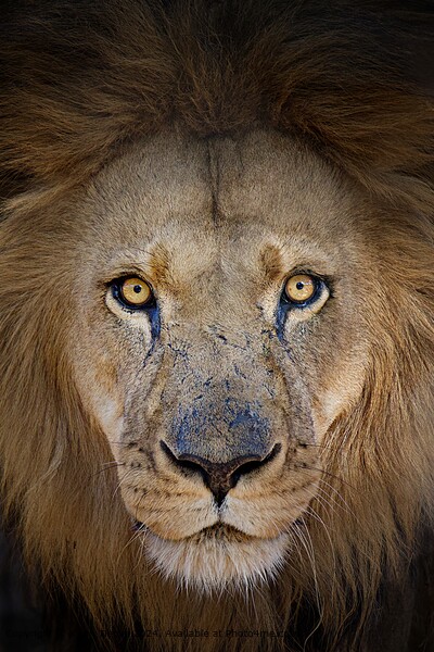 Striking portrait of a male lion Picture Board by Karin Tieche