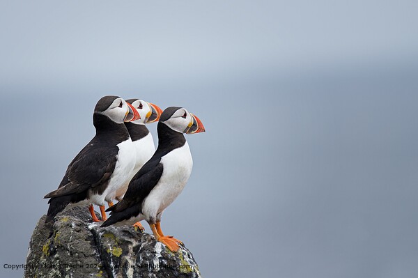 3 puffins on the cliff Picture Board by Karin Tieche