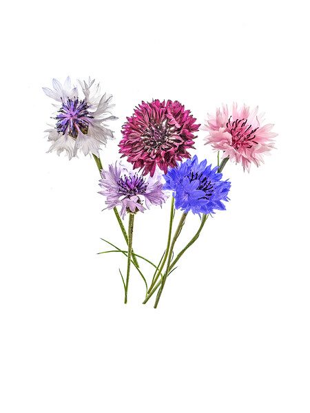 Cornflowers Picture Board by Kevin Wailes