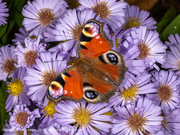 Peacock Butterfly Among Flowers Picture Board by Kevin Wailes