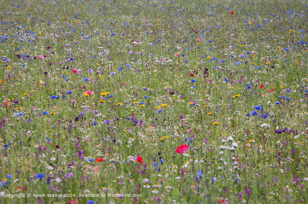Wildflower Meadow  Picture Board by Kevin Wailes