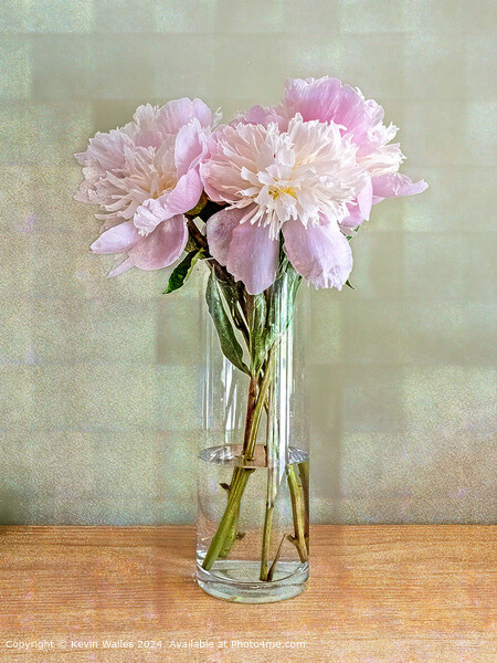 Beautiful peonies Picture Board by Kevin Wailes
