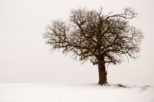 Winter tree Picture Board by Kevin Wailes