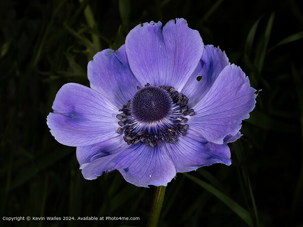 Vivid Purple Anemone  Picture Board by Kevin Wailes