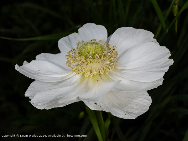 White anemone Picture Board by Kevin Wailes