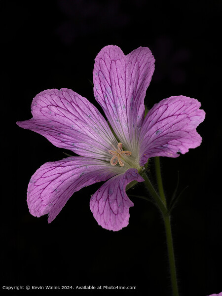 Geranium Picture Board by Kevin Wailes