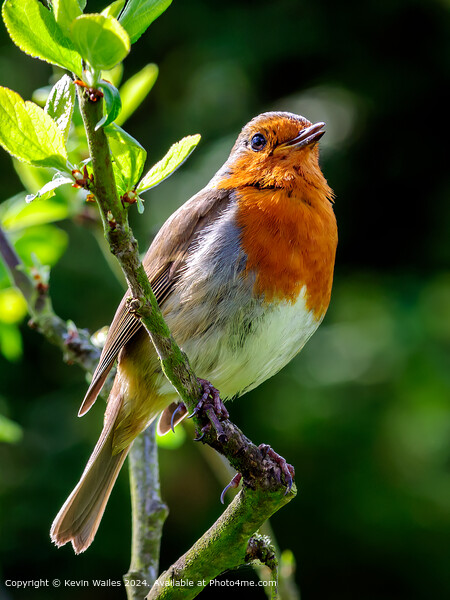 European Robin Perched Picture Board by Kevin Wailes