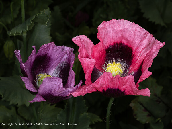 Pink Poppy Flora Picture Board by Kevin Wailes