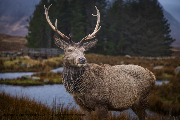 A stag in Glencoe Scotland Picture Board by Andrew Briggs