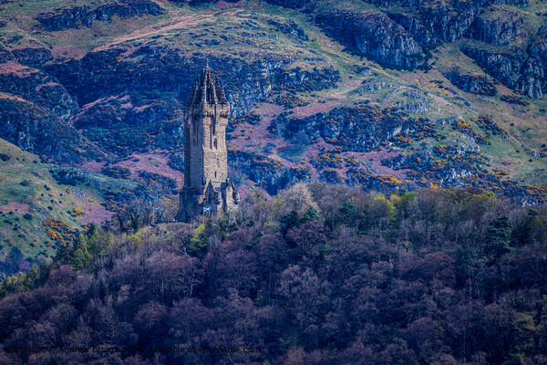 The Wallace monument in Stirling, Scotland. Picture Board by Andrew Briggs