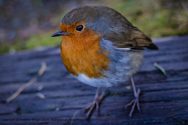 A Robin in the Highlands of Scotland. Picture Board by Andrew Briggs