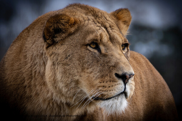 Lioness Safari Park Portrait Picture Board by Andrew Briggs