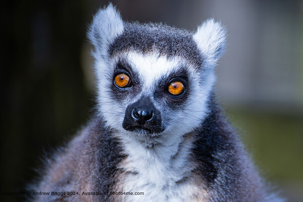 Portrait of a Lemur Picture Board by Andrew Briggs