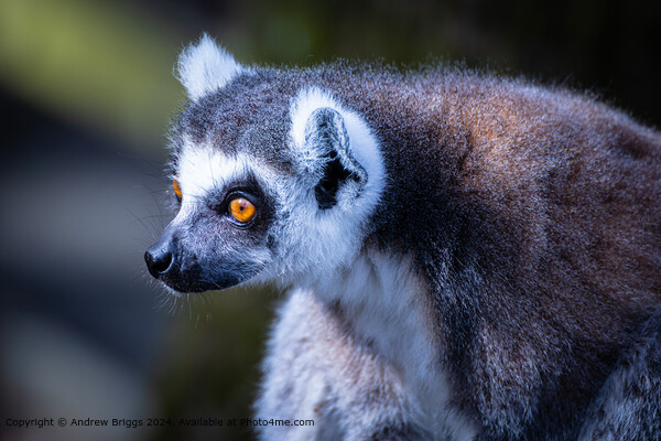 Thoughtful Lemur Portrait Picture Board by Andrew Briggs