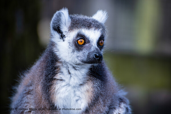 Colourful Lemur Portrait Picture Board by Andrew Briggs