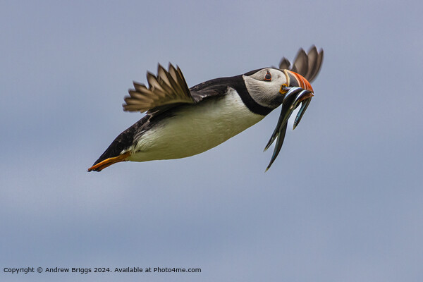 A Puffin with its beak full of Sand Eels Picture Board by Andrew Briggs