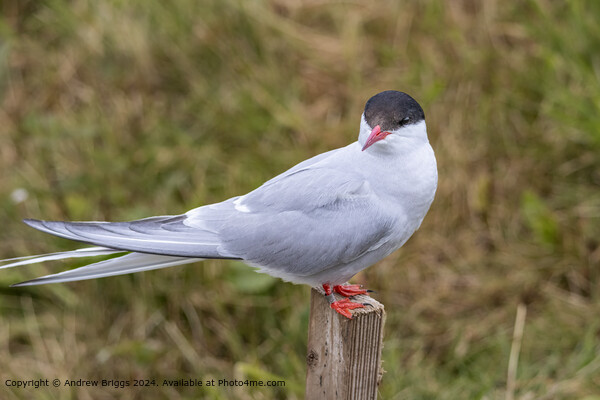 Arctic Tern on the Farne Islands Picture Board by Andrew Briggs