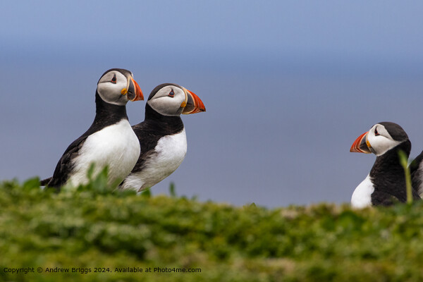 Colourful Puffins Meeting Picture Board by Andrew Briggs