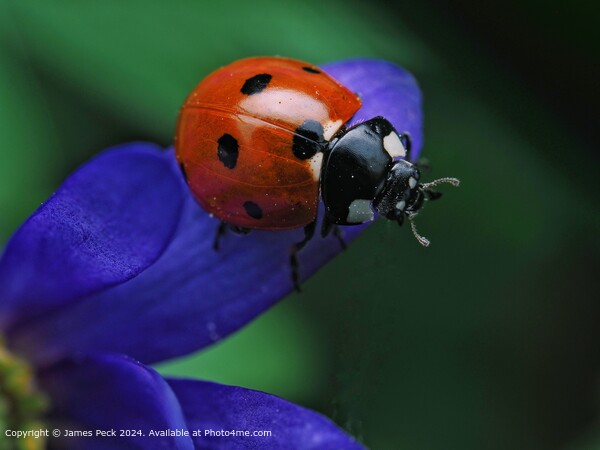 Macro image of Ladybird  Picture Board by James Peck
