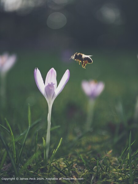 A Crocus in spring with Honey Bee Picture Board by James Peck