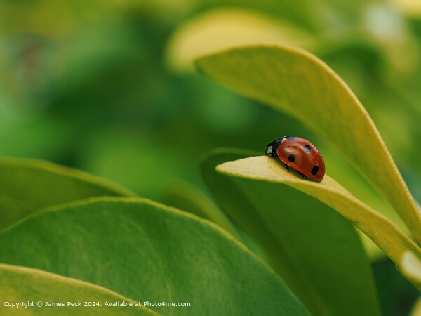 Ladybird at rest on green leaf Picture Board by James Peck