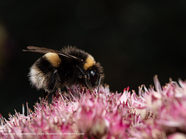 Bumble bee on flower  Picture Board by James Peck