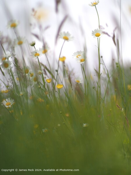 Summer Meadow Daisy Flora Picture Board by James Peck