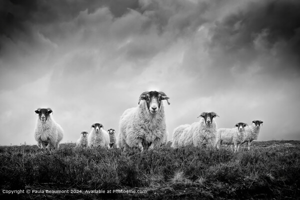 Moody Black and White Scottish Sheep Picture Board by Paula Beaumont