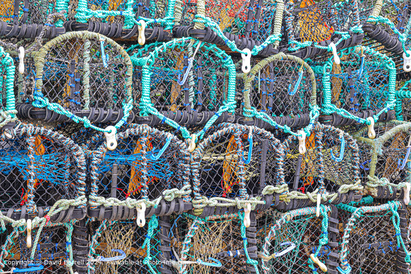Staithes Harbour Lobster Pots Picture Board by David Barrell
