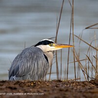 Serene Grey Heron Waterscape