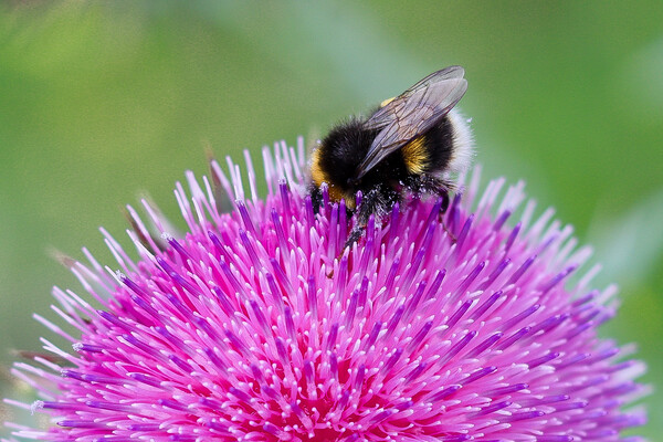 Bee Pollinating Pink Thistle Picture Board by Sally Ryall