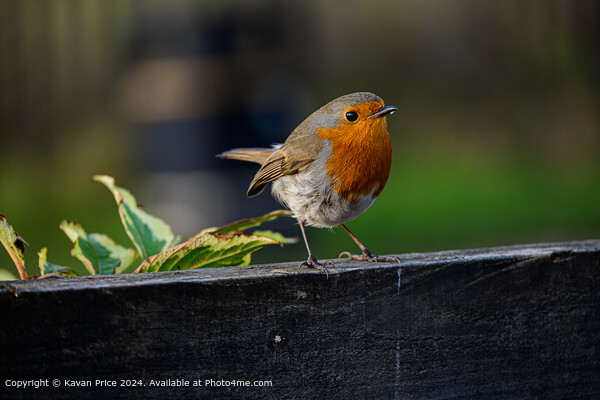 Robin perched on fence. Picture Board by Kavan Price