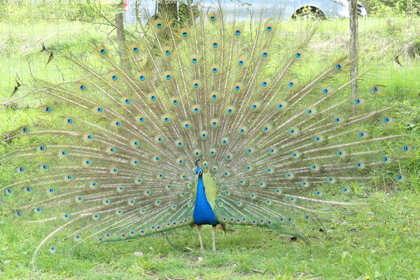 Colourful Peacock in Nature Picture Board by Yoro Ba