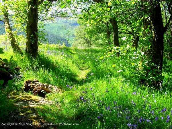 Glencoe Scotland Landscape Picture Board by Peter Seago