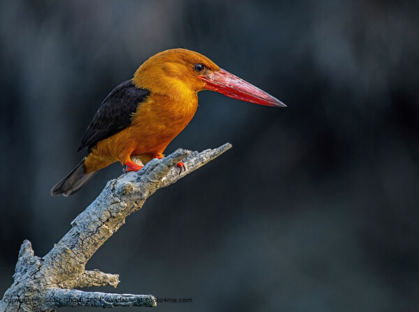 Brown Winged Kingfisher in Sunderban Mangrove Picture Board by Subir Ghosh