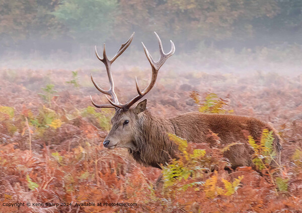 Stag, Heath, Mist: Majestic Animal Photography Picture Board by Kenn Sharp