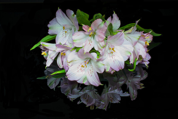 White and Pink Alstroemeria flowers against a blac Picture Board by Kenn Sharp