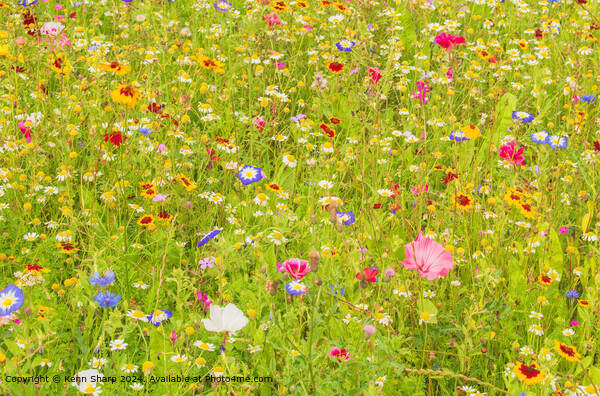 The fabulous colours of the wildflower meadow Picture Board by Kenn Sharp