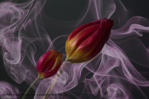 Whirling Purple Smoke Tulips Picture Board by Kenn Sharp