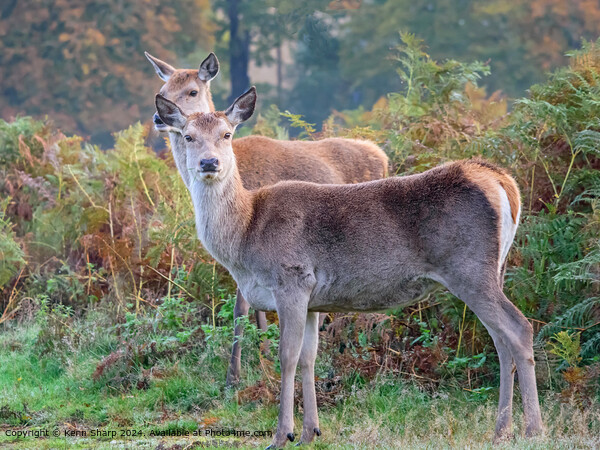 Red Deer Hinds Alert in Autumn Heather Picture Board by Kenn Sharp