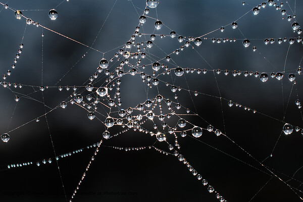 Morning Pearl-Adorned Spiders Web Picture Board by Kenn Sharp