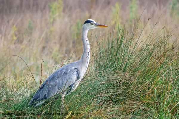 Grey Heron Hunting Picture Board by Kenn Sharp