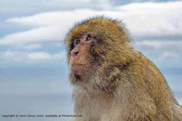 Portrait of a Barbary Ape  Picture Board by Kenn Sharp