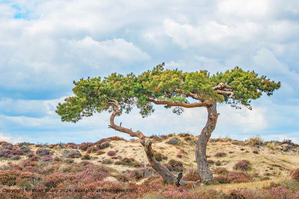 Two Twisting Trees against the sky in the Sandbanks Dunes Picture Board by Kenn Sharp