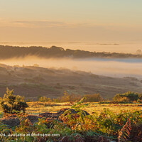 Ashdown Forest Misty Landscape