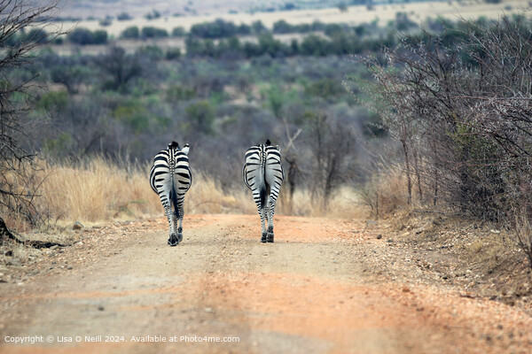 Two zebras in the African heat Picture Board by Lisa O Neill