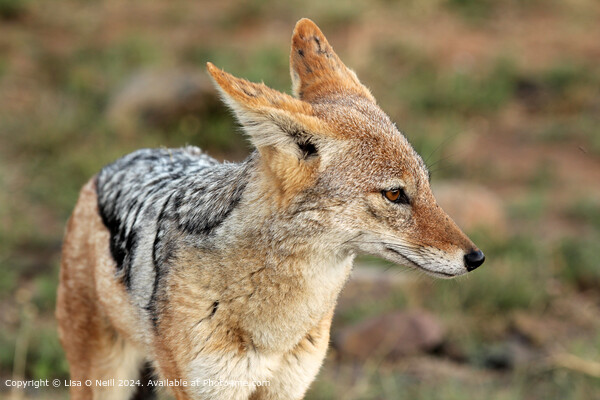 African Wildlife Canvas: Black-backed Jackal Picture Board by Lisa O Neill