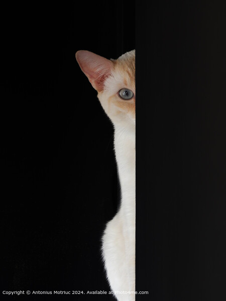 Blue-eyed Cat Staring Picture Board by Antonius Motriuc